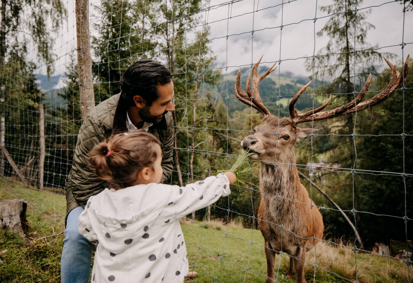 Kind füttert Hirsch am Zaun
