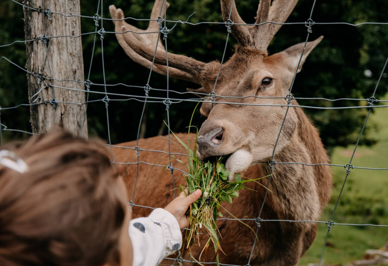 Gut Deer Feeding Family Holiday Austria Leogang