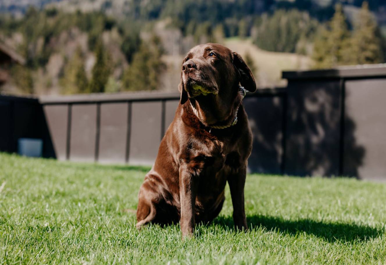 Dog sitting in the meadow of the Naturhotel Forsthofgut
