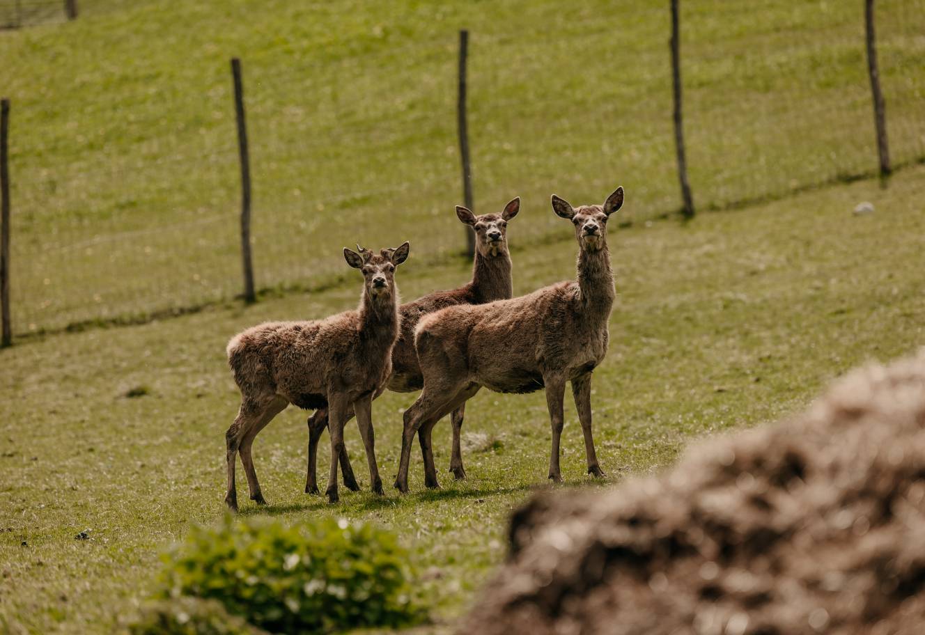 Hoteleigenes Wildtiergehege