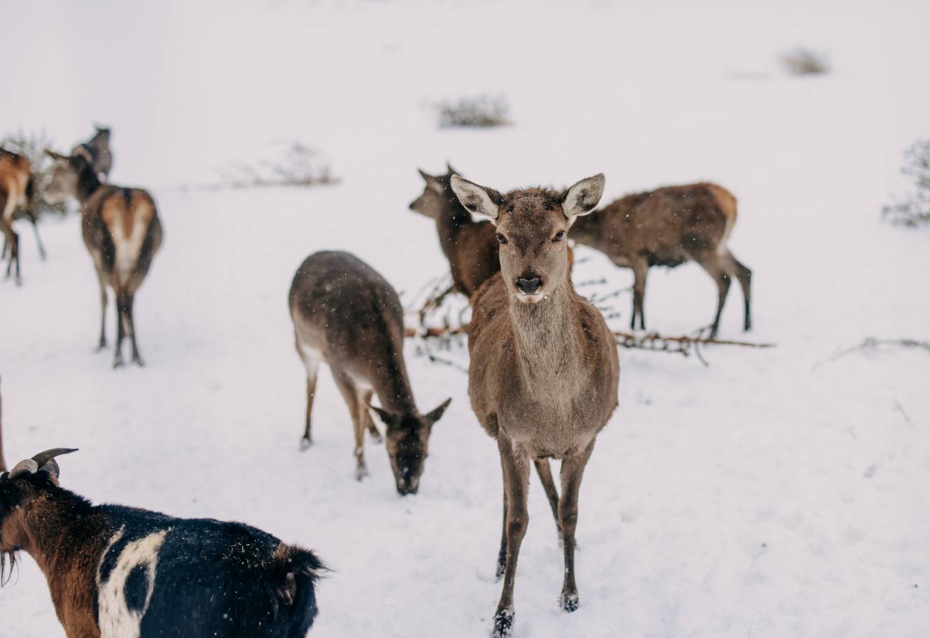 Hoteleigenes Wildtiergehege