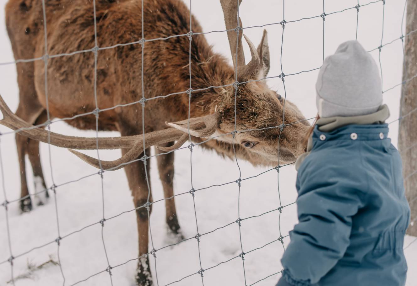 Hirsche füttern im Winter