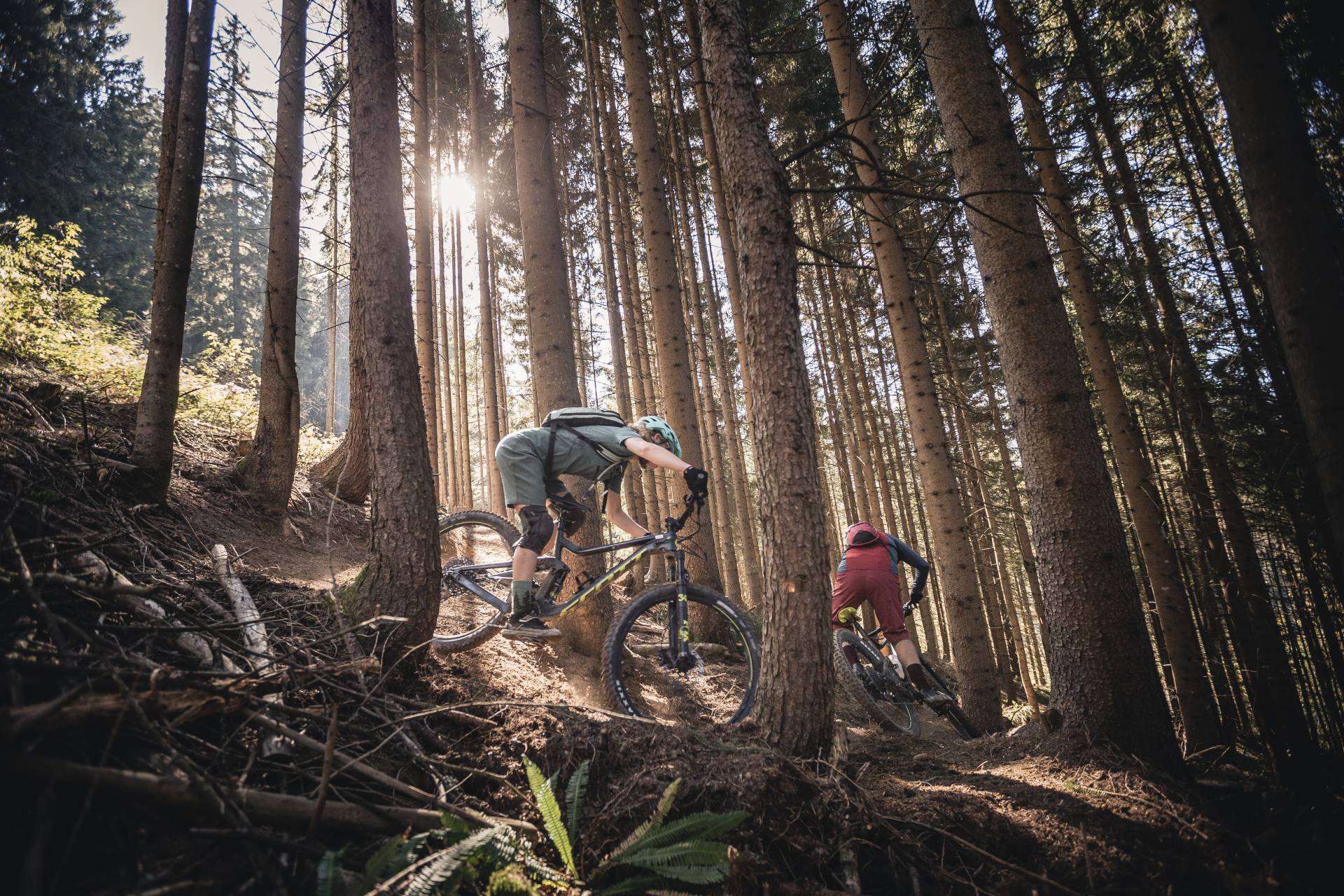 Summer in the Salzburger Land - Mountain Landscape with Firs