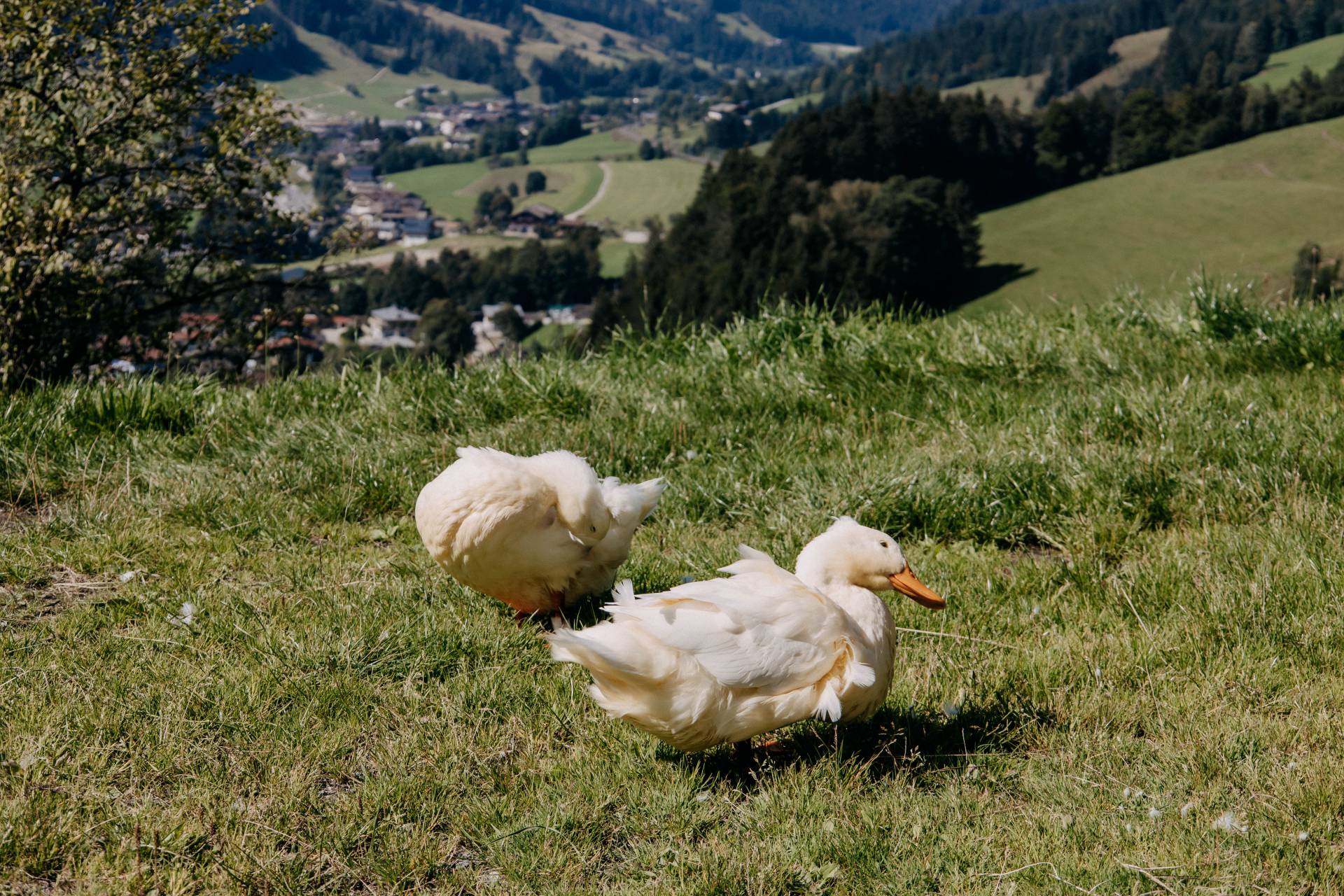 Balkon mit Geranien im Naturhotel Forsthofgut