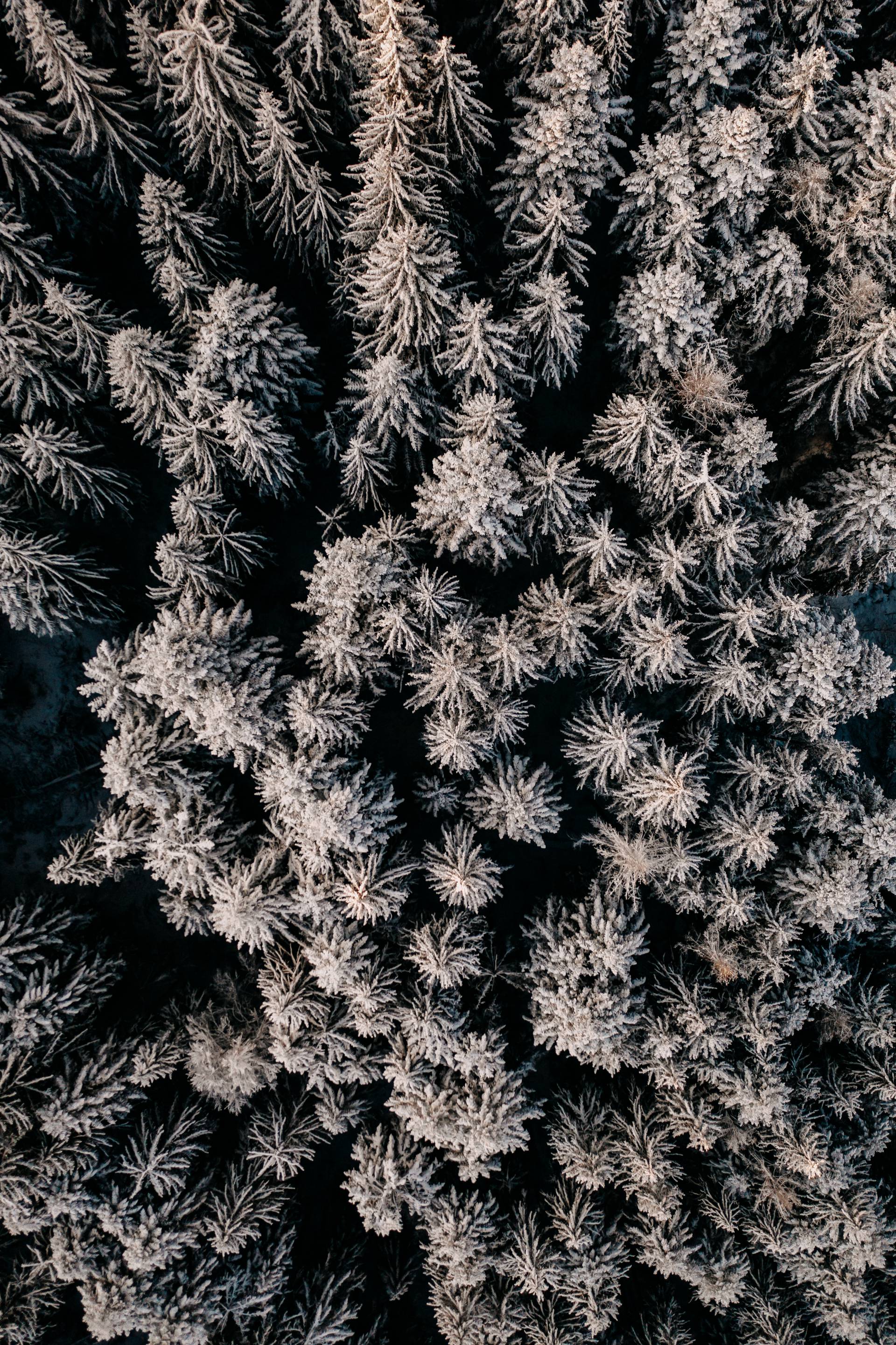 waldLIEBE Nachhaltigkeitsprojekt des Naturhotel Forsthofgut