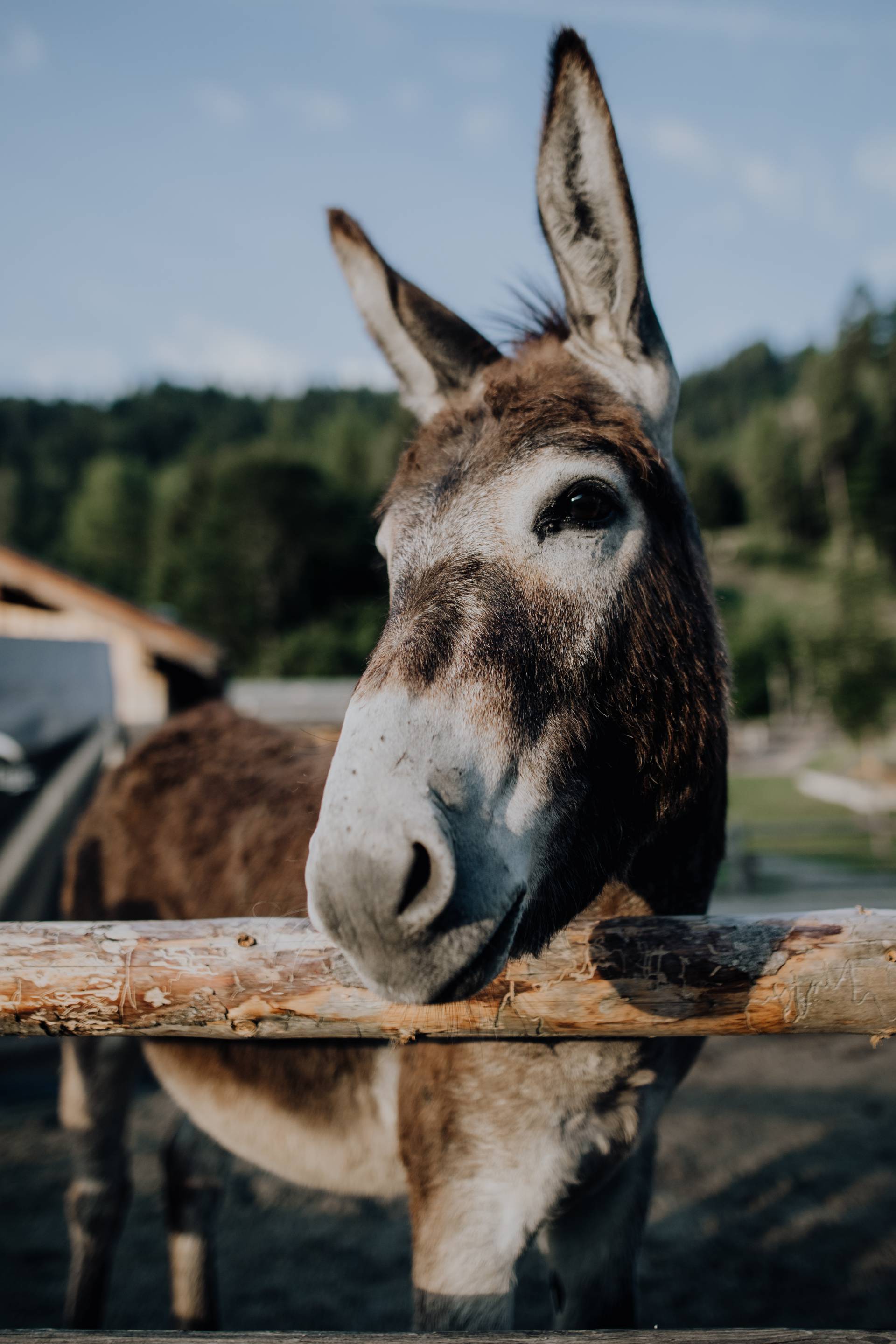 Trampolin family holiday austria Leogang