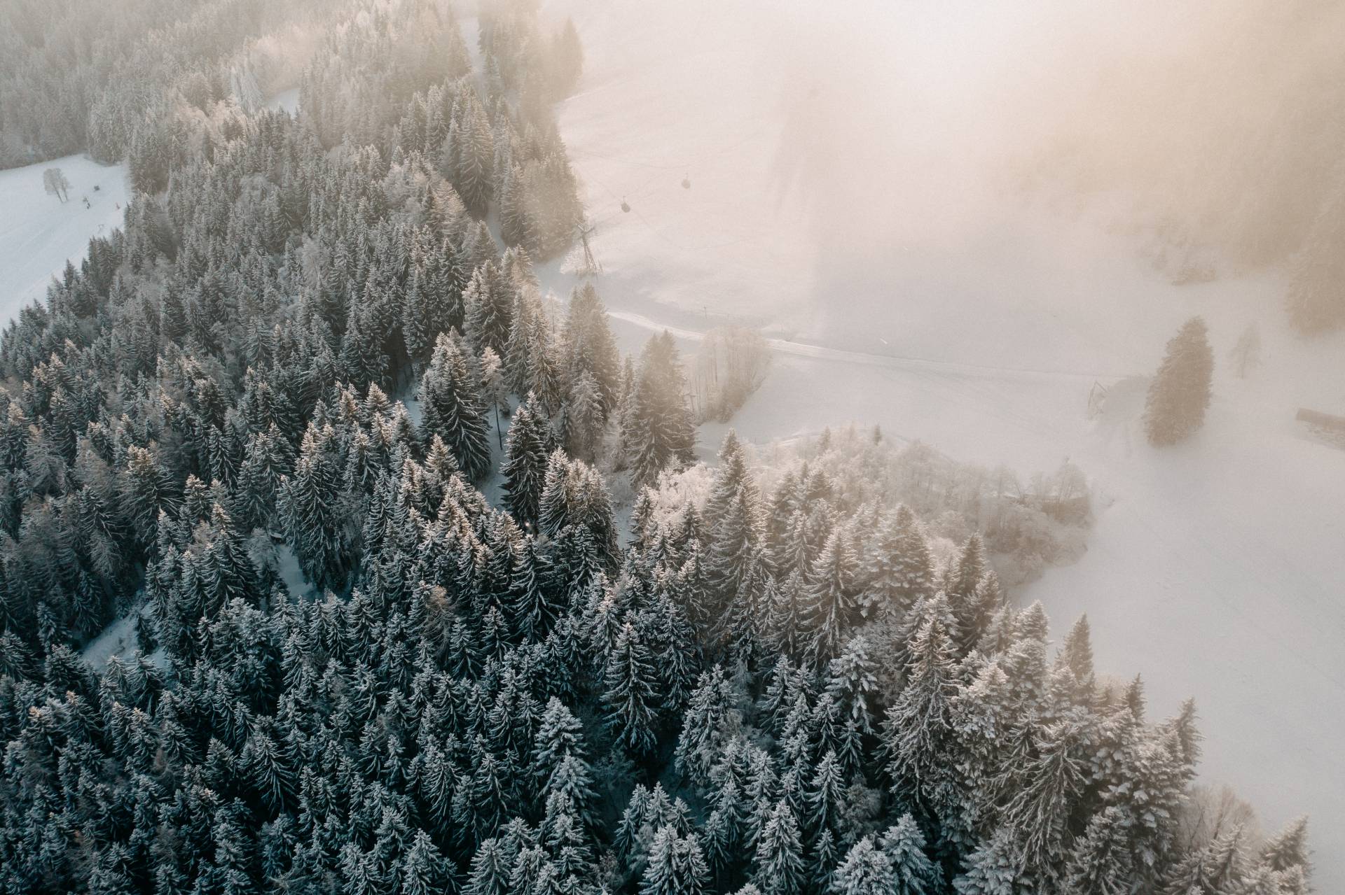 Winterwald in Österreich