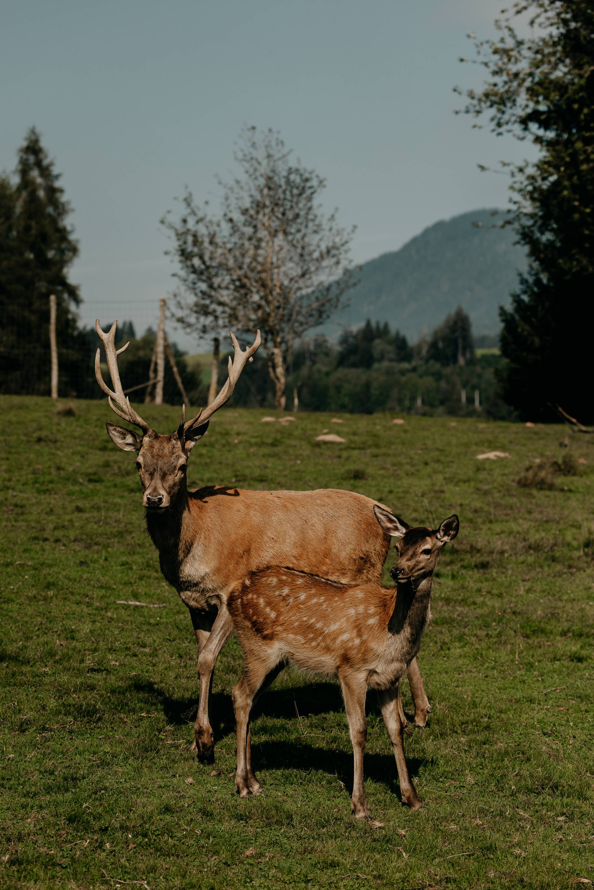 waldLIEBE sustainability project of the Naturhotel Forsthofgut