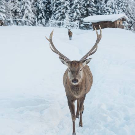 Hotel game enclosure - Naturhotel Forsthofgut