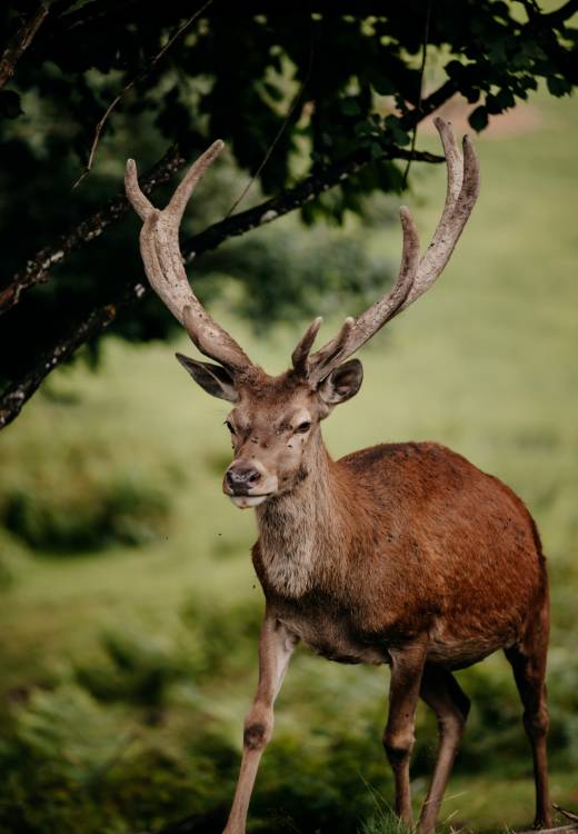 Dammhirsch Österreich Leogang