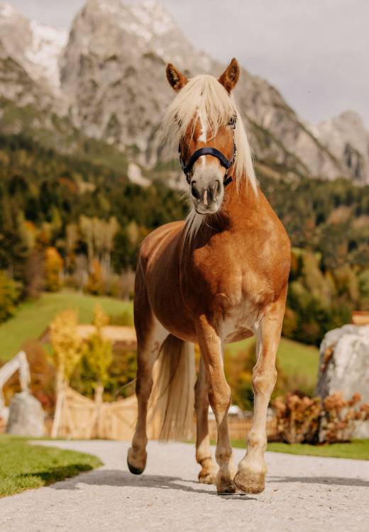 Haflinger im Naturhotel Forsthofgut