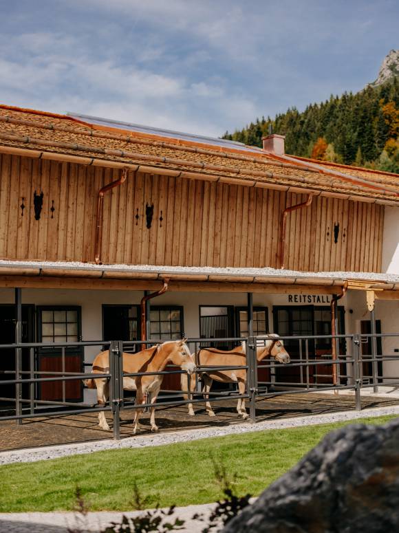 Haflinger Pferde im Reitstall in Leongang