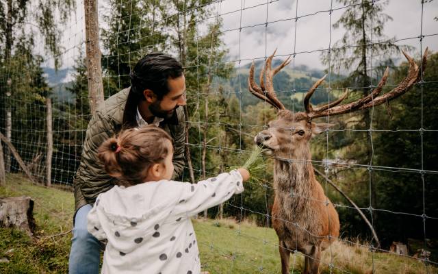 Private wildlife feeding - Naturhotel Forsthofgut