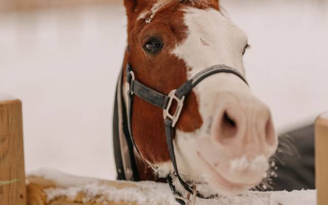 Fotoshooting mit Pferd - Naturhotel Forsthofgut