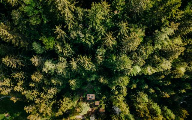 Between treetops & wishes - Naturhotel Forsthofgut
