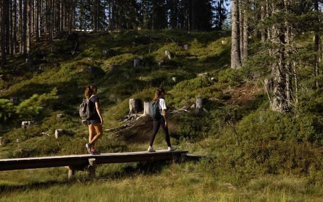 Mushroom spotting with Rupert - Naturhotel Forsthofgut