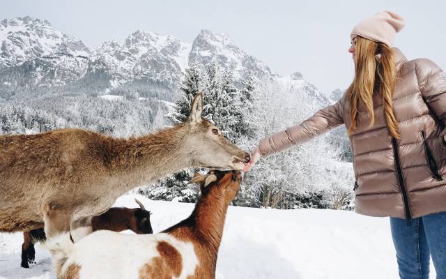 Private wildlife feeding - Naturhotel Forsthofgut