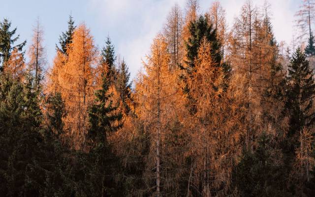 Between treetops & wishes - Naturhotel Forsthofgut
