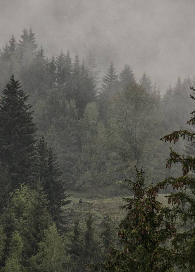Baumpatenschaft „waldLIEBE“