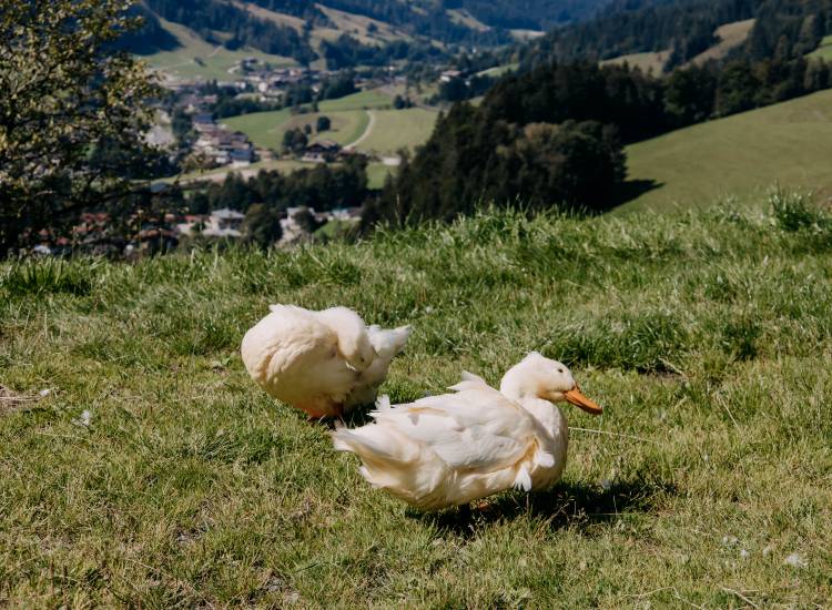 Balkon mit Geranien im Naturhotel Forsthofgut