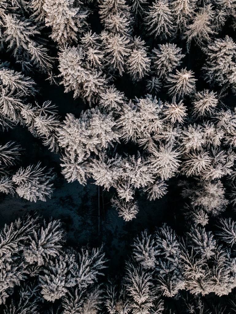 Schnee Tannen Wald Winterurlaub Österreich Leogang