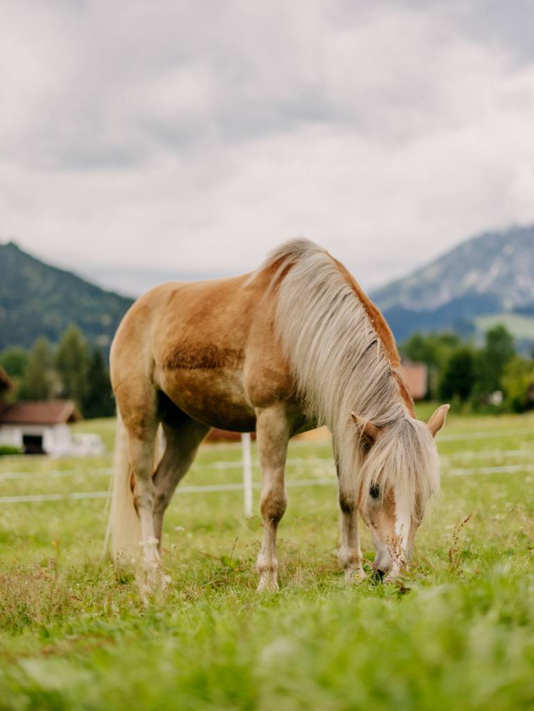 Haflinger Pferd beim Grasen auf der Weide