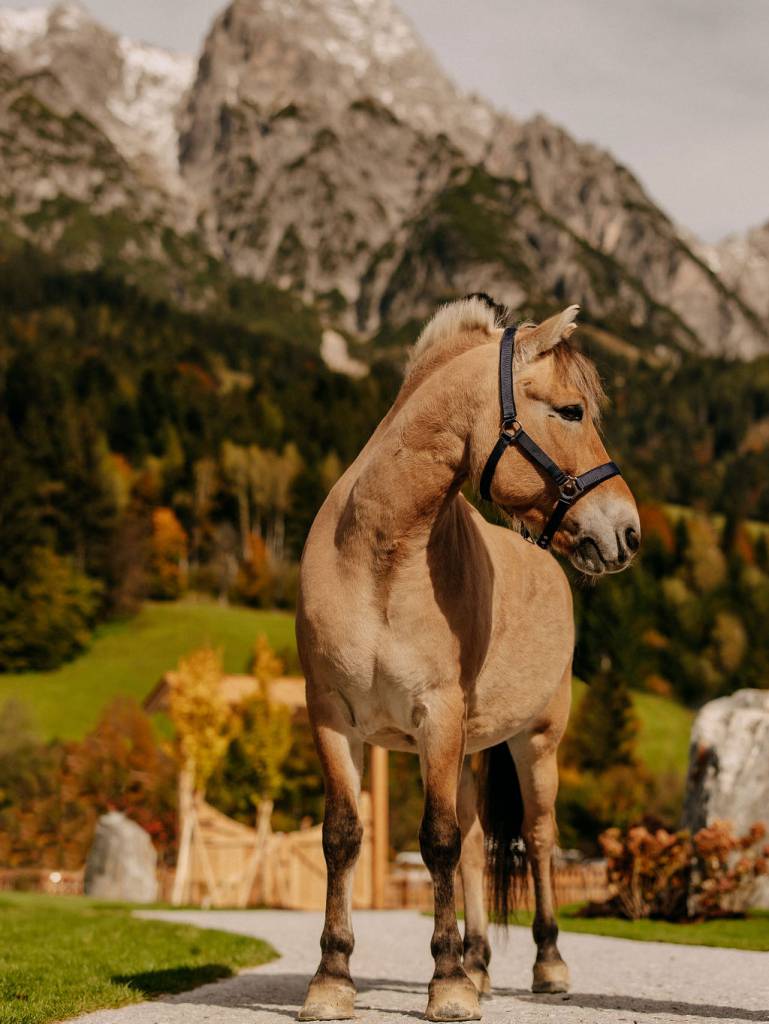 Pony im Reiterhof Forsthofgut