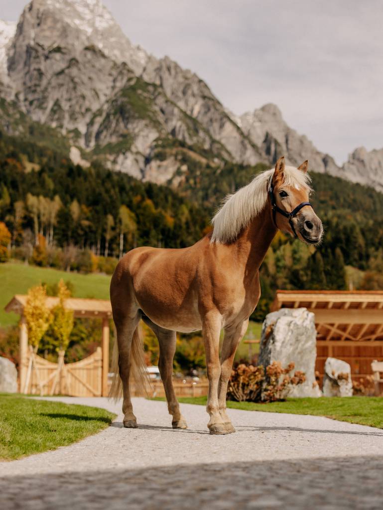 Haflinger Pferd mit Bergpanorama