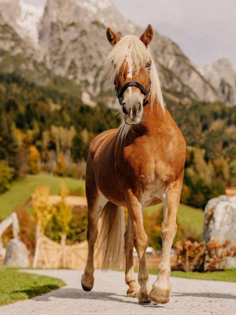 Haflinger Pferd im Portrait