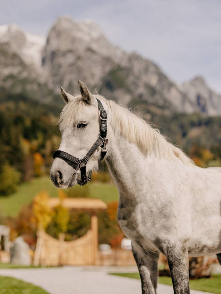 Weißes Pferd im Forsthofgut Namens Pumukel