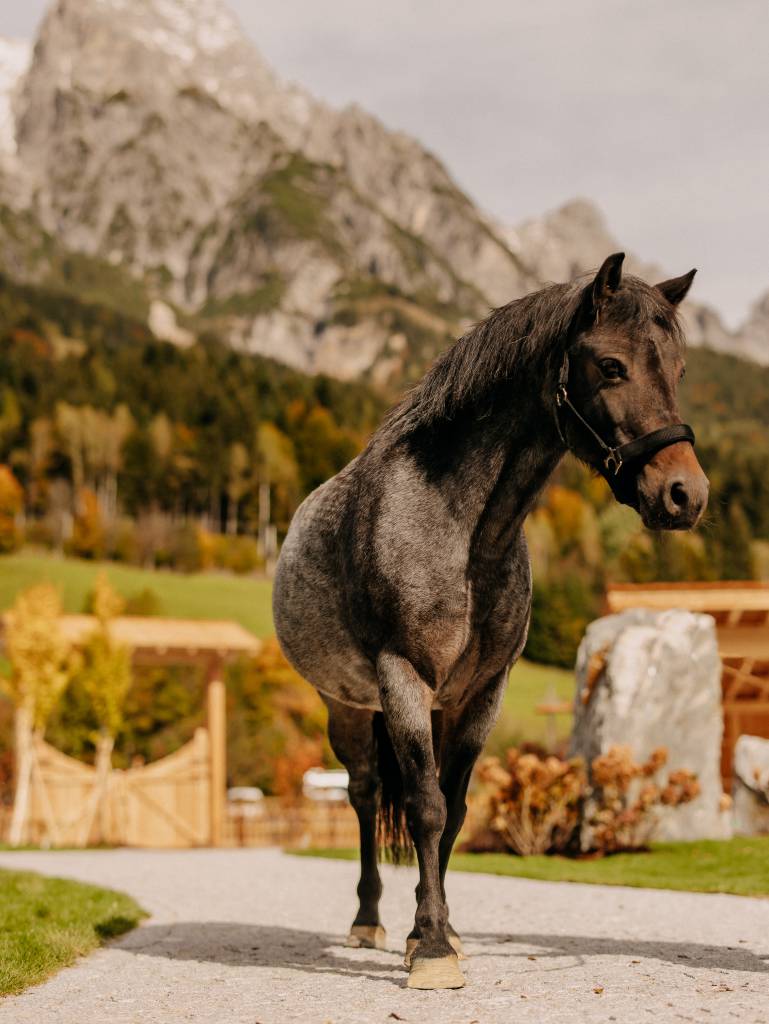 Grau Schwarzes Pferd Forsthof