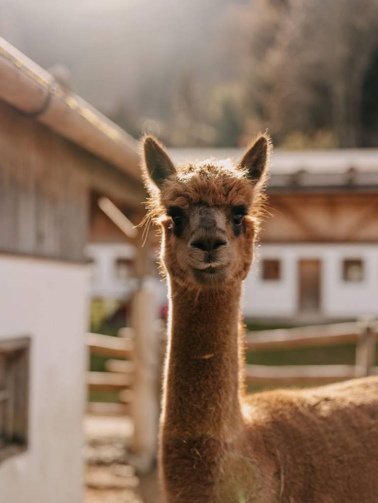 Alpaka mit Reitstall im Hintergrund
