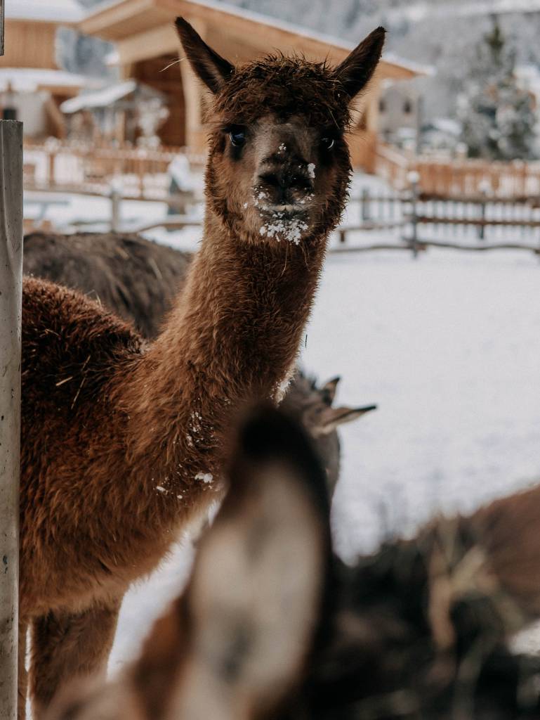 Alpaka im Schnee