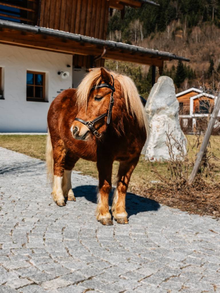 Karl - Shetlandpony - Naturhotel Forsthofgut