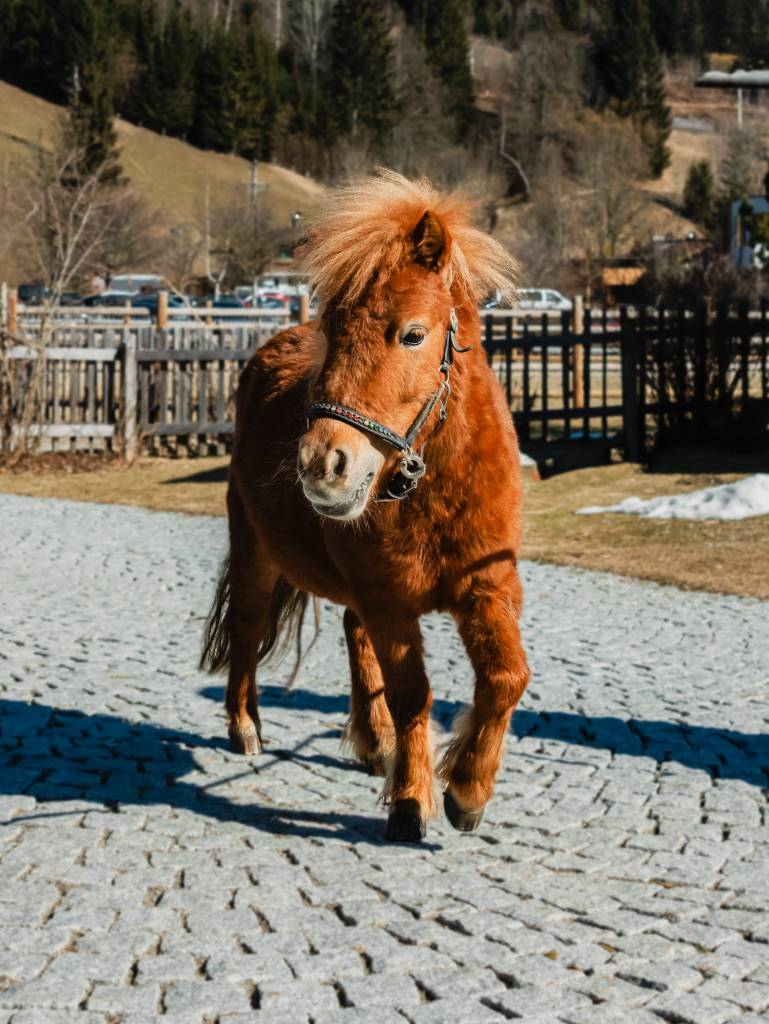 Heidi - Shetlandpony - Naturhotel Forsthofgut