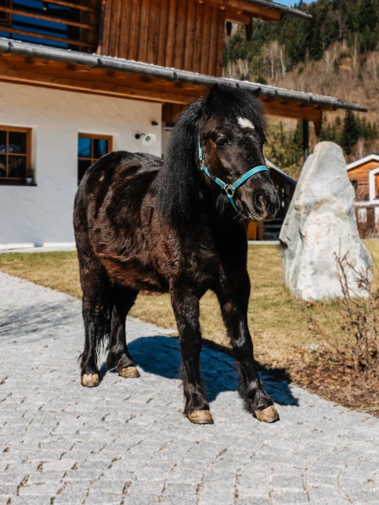 Sunny - Shetlandpony - Naturhotel Forsthofgut