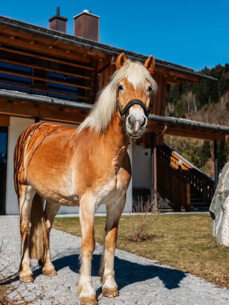 Melody - Haflinger - Naturhotel Forsthofgut
