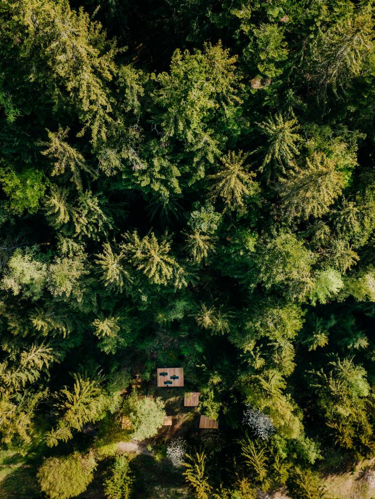 Bäume sammeln - Naturhotel Forsthofgut