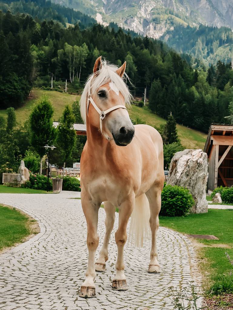 Haflinger gelding Windsor on the hotel grounds overlooking the Leogang Steinberge – a nature-inspired horse riding holiday in the Salzburg Alps.