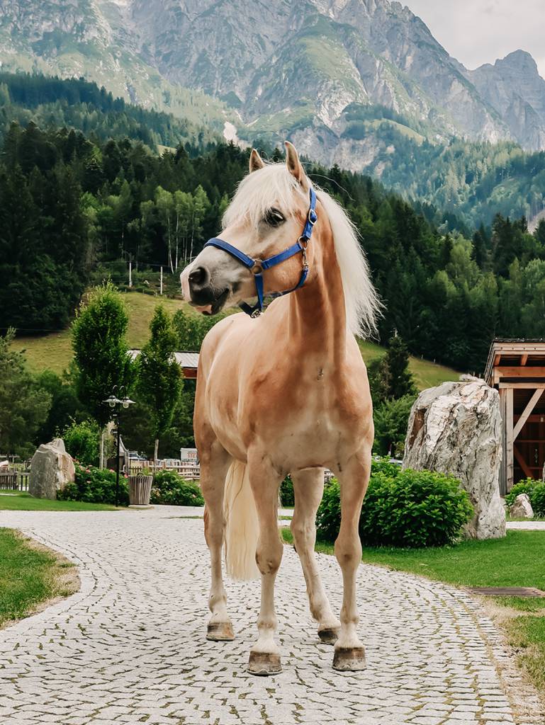 Haflinger gelding Andal on the hotel grounds with the impressive Leogang Steinberge in the background – horse riding holiday in the Salzburg Alps.