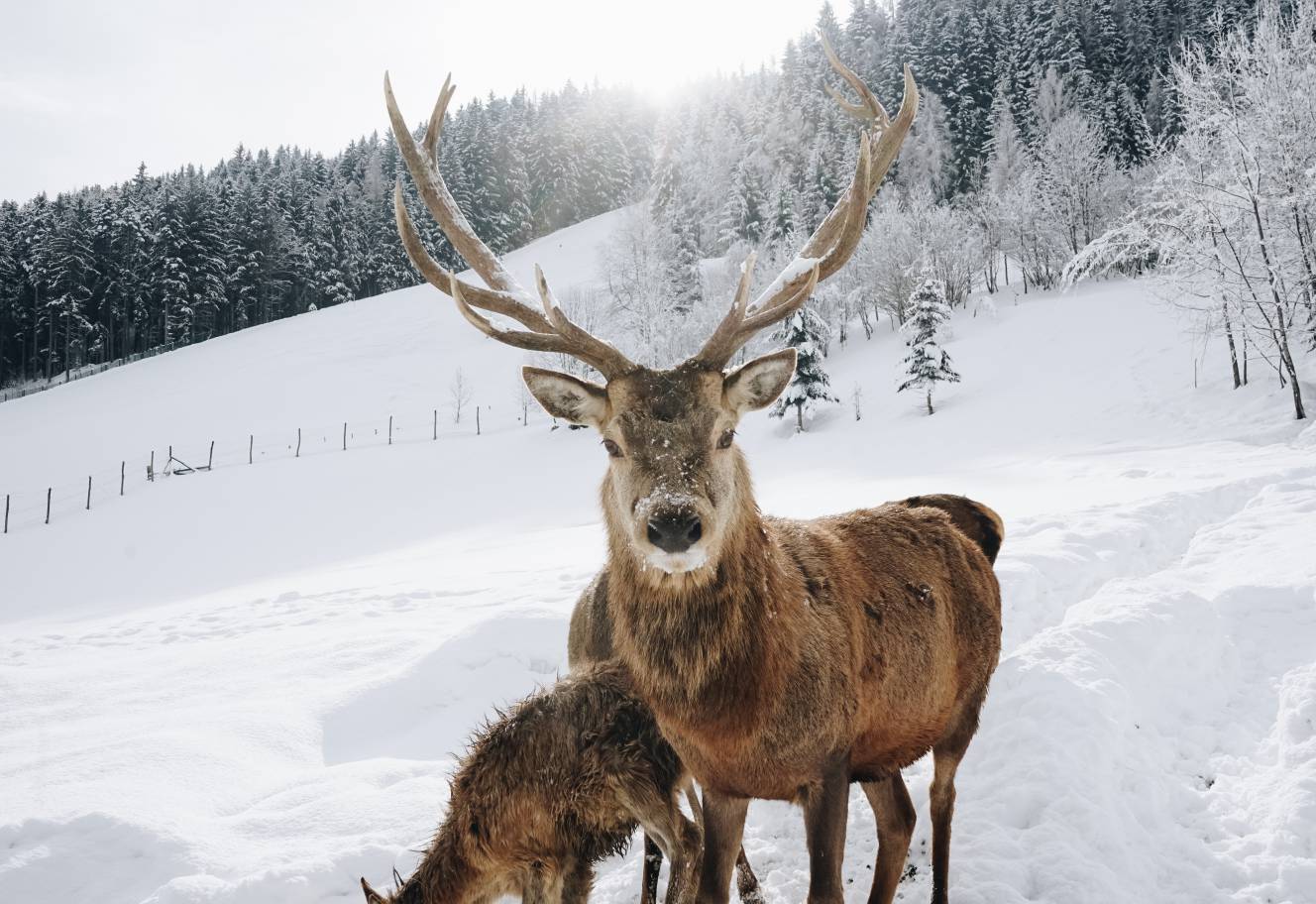 Dammhirsche Winter Winterurlaub Österreich Leogang