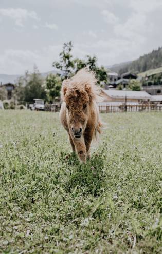Pony im Naturhotel Forsthofgut Familienurlaub Österreich Leogang