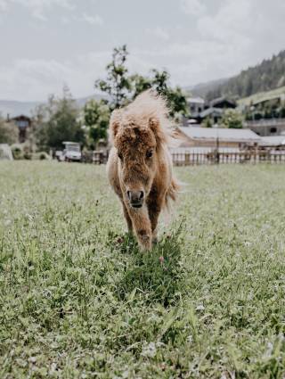 Pony im Naturhotel Forsthofgut Familienurlaub Österreich Leogang