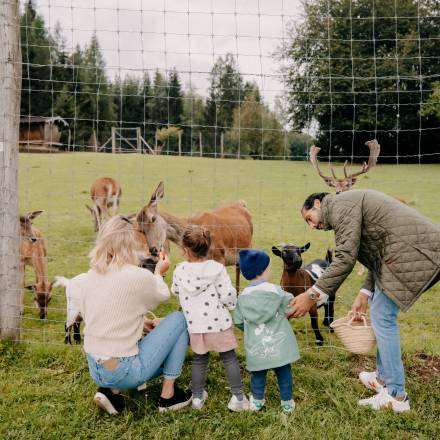 Wildtiergehege Dammhirsche füttern Familienurlaub Österreich Leogang