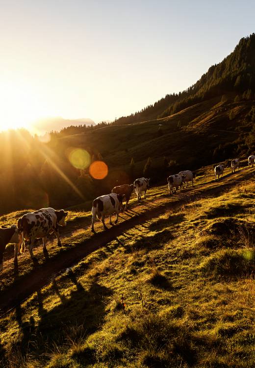 Kühe im Sonnenuntergang laufen entlang der Alpen
