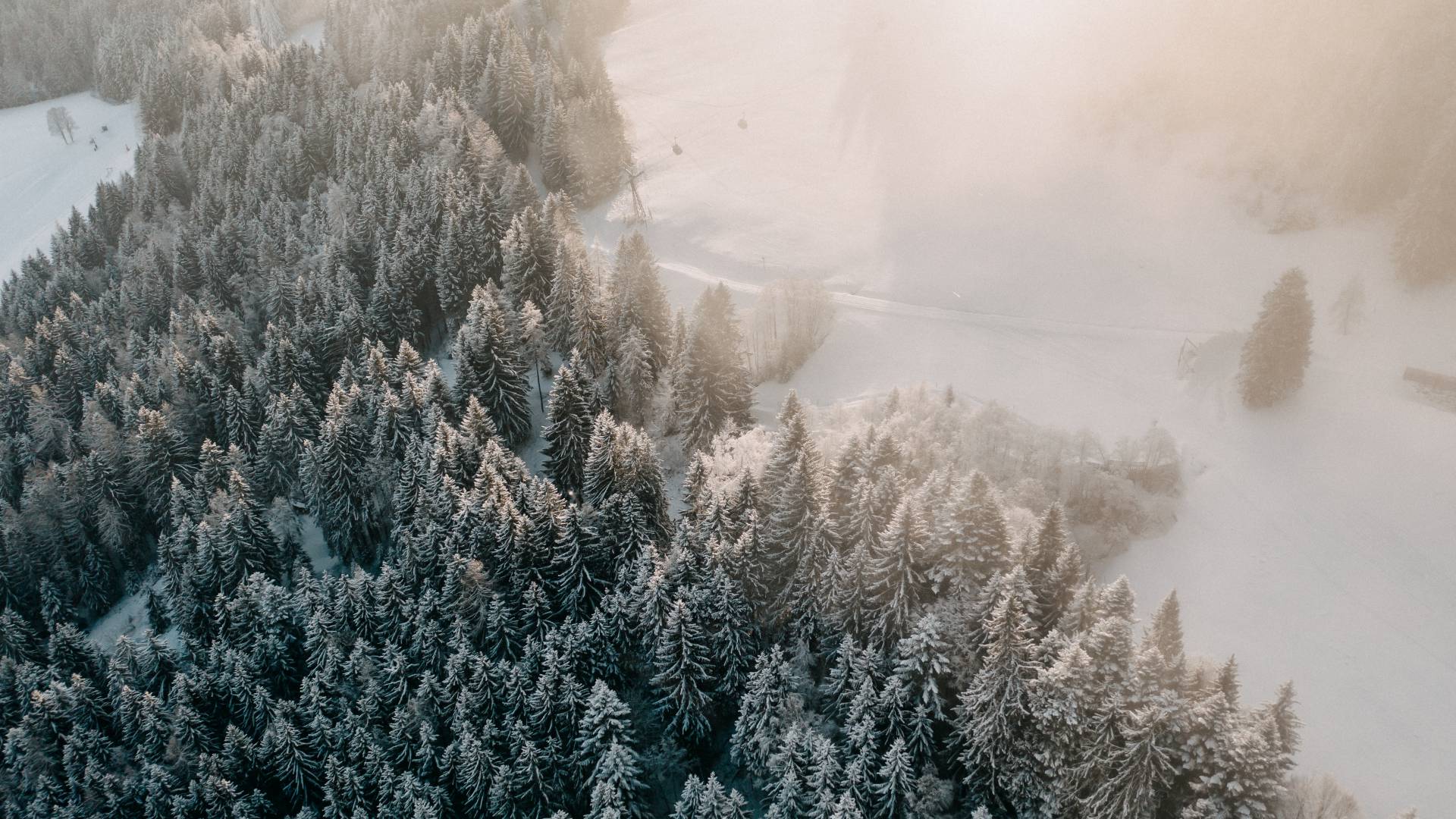  Winter forest in Austria