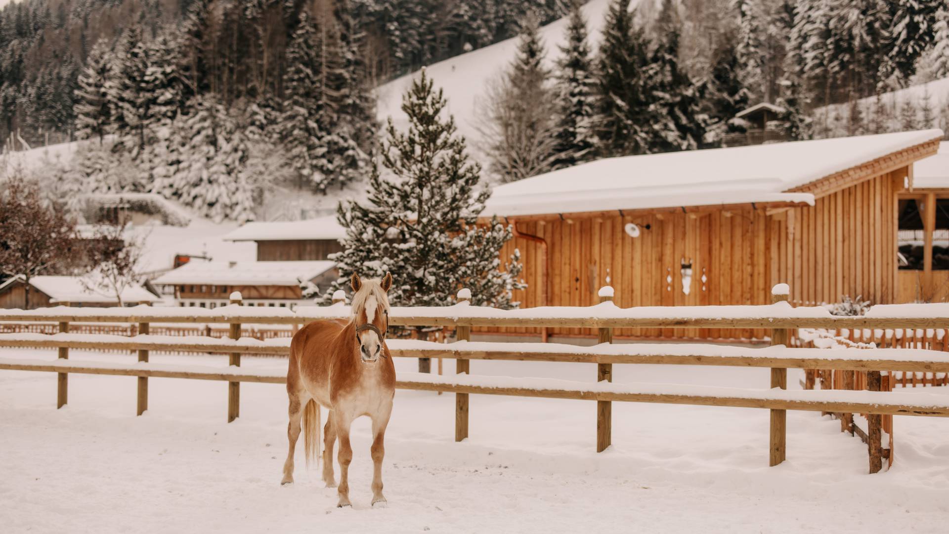 Pferde - Naturhotel Forsthofgut