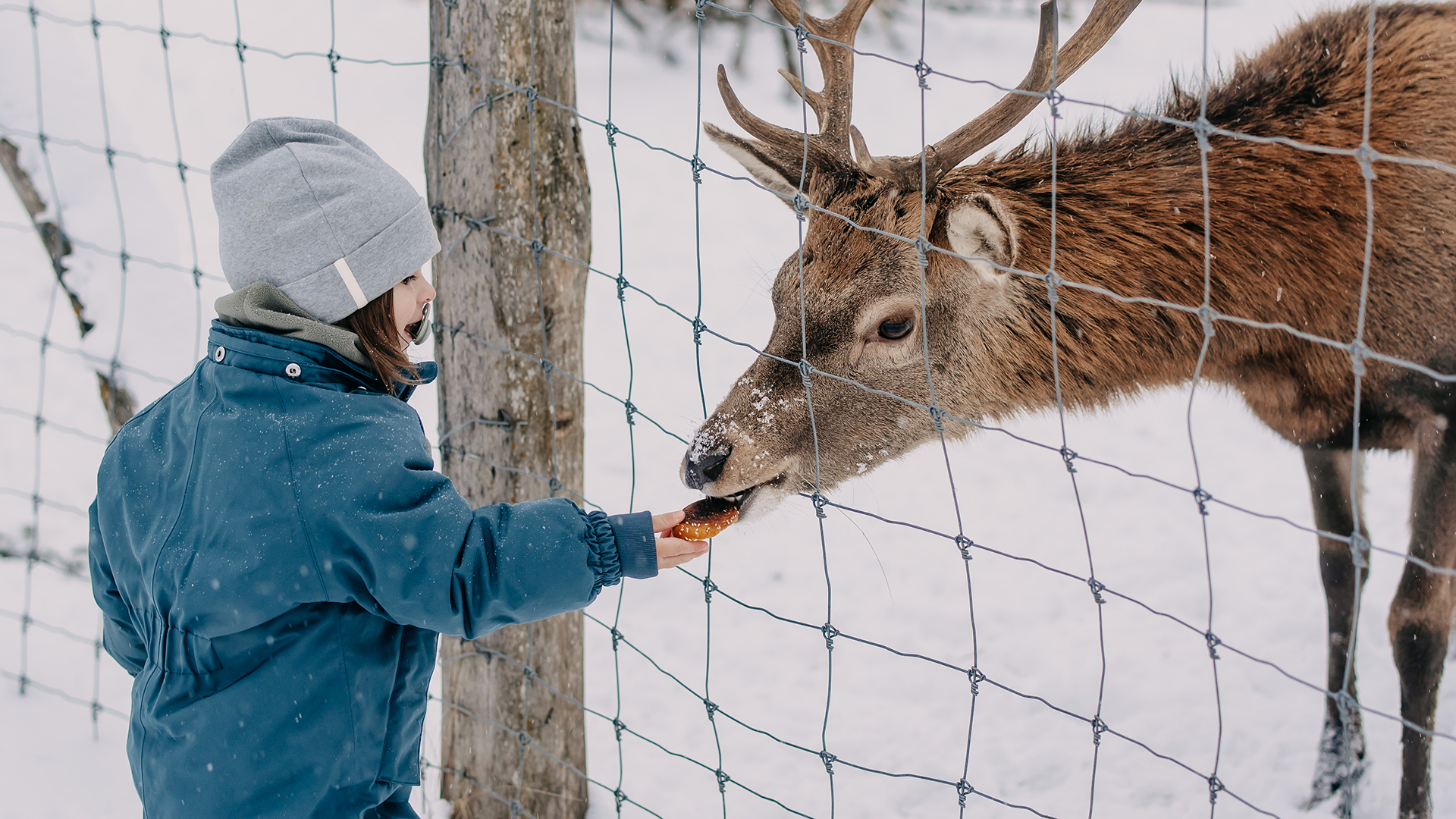 Child feeding a deer in the Forsthofgut wildlife enclosure in winter.