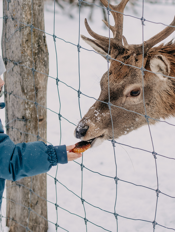 Child feeding a deer in the Forsthofgut wildlife enclosure in winter.