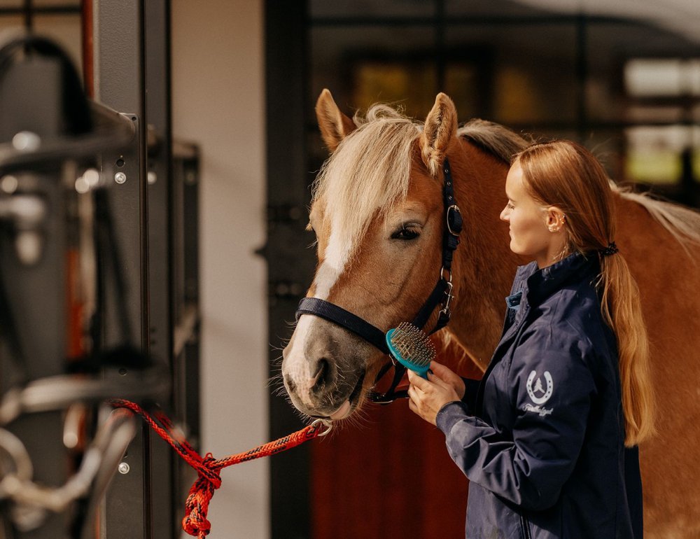 Riding instructor brushes a Haflinger horse.